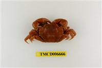 藏品(絨毛近方蟹)的圖片